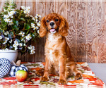Small #8 Cavalier King Charles Spaniel