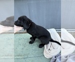 Small #7 Labrador Retriever
