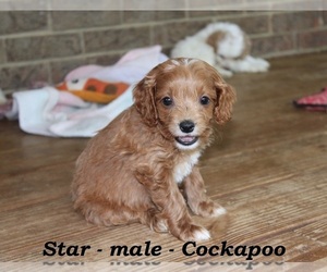 Cock-A-Poo Puppy for sale in CLARKRANGE, TN, USA