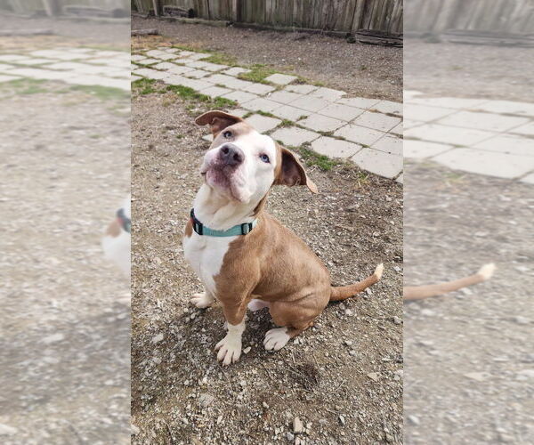 Medium Photo #5 Mutt Puppy For Sale in Evansville, IN, USA