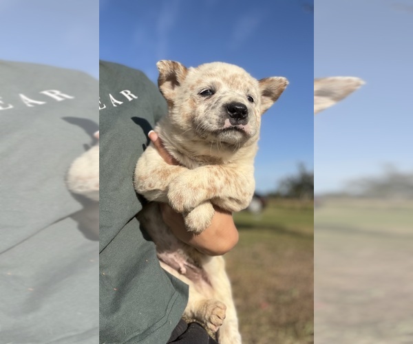 Medium Photo #6 Australian Cattle Dog Puppy For Sale in ZOLFO SPRINGS, FL, USA