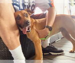 Small #8 Labrador Retriever Mix
