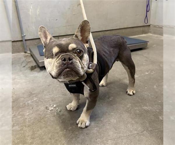 Medium Photo #1 French Bulldog Puppy For Sale in Camarillo, CA, USA