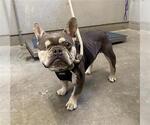Small French Bulldog