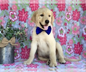Anatolian Shepherd-Golden Retriever Mix Puppy for sale in LANCASTER, PA, USA