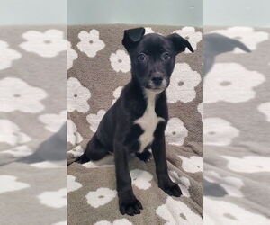 Labrador Retriever Dogs for adoption in Lake City, MI, USA