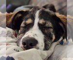 Small #2 Collie Mix