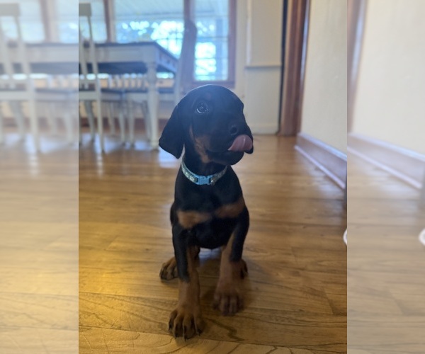 Medium Photo #1 Doberman Pinscher Puppy For Sale in COOKEVILLE, TN, USA