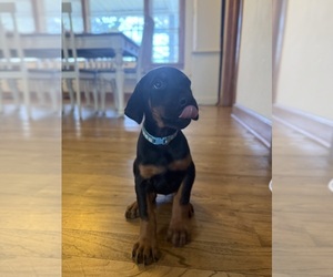 Medium Doberman Pinscher
