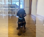 Puppy Blue Girl Doberman Pinscher