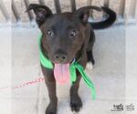 Small #3 Labrador Retriever Mix