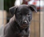 Small #3 Labrador Retriever Mix
