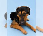 Small German Shepherd Dog Mix