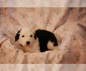 Medium Sheepadoodle