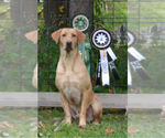 Small Photo #1 Labrador Retriever Puppy For Sale in WISNER, NE, USA