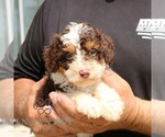 Small #1 Bernedoodle (Miniature)