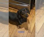 Small #4 Dachshund