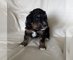 Puppy Pippin Miniature Bernedoodle