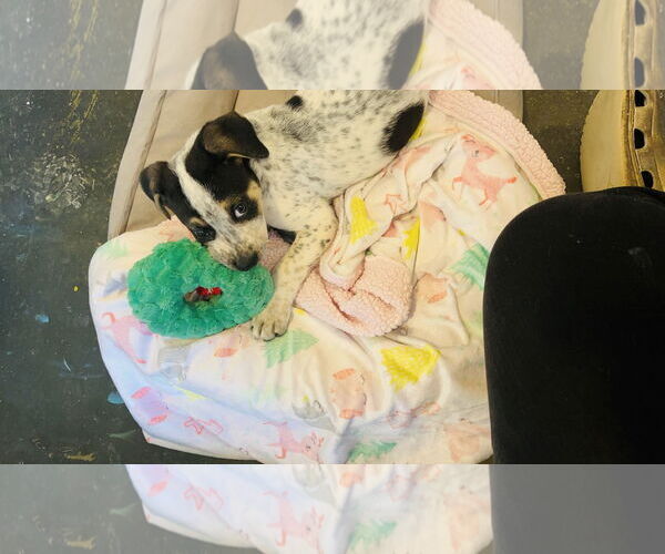 Medium Photo #7 American Bulldog-German Shepherd Dog Mix Puppy For Sale in Princeton, MN, USA
