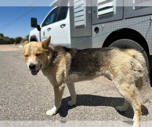 Gerberian Shepsky Dogs for adoption in HESPERIA, CA, USA