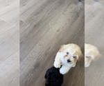 Small Photo #9 Poodle (Toy) Puppy For Sale in SPERRY, OK, USA