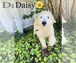 Small Photo #1 Labradoodle-Poodle (Miniature) Mix Puppy For Sale in COOKEVILLE, TN, USA