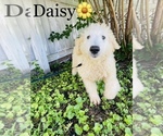 Small Labradoodle-Poodle (Miniature) Mix