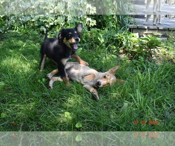 Medium Photo #7 Basenji-Unknown Mix Puppy For Sale in Grafton, WI, USA