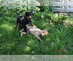 Small #6 Basenji Mix