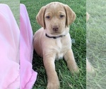 Small Photo #1 Labrador Retriever Puppy For Sale in CREAL SPRINGS, IL, USA