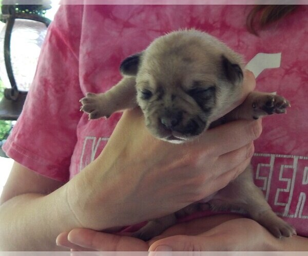 Medium Photo #15 French Bullhuahua Puppy For Sale in SPRAGGS, PA, USA