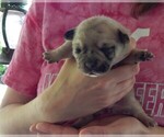 Small Photo #15 French Bullhuahua Puppy For Sale in SPRAGGS, PA, USA