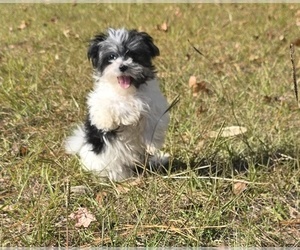 Mal-Shi Puppy for Sale in CONWAY, South Carolina USA