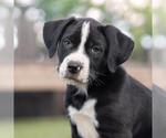 Small #1 Labrador Retriever Mix