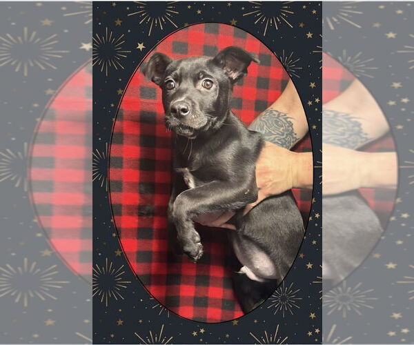 Medium Photo #1 Shepradors Puppy For Sale in Aurora, IN, USA