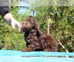 Small #16 ShihPoo