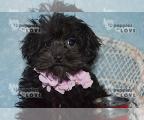 Medium Photo #9 Poodle (Toy)-Yorkshire Terrier Mix Puppy For Sale in SANGER, TX, USA