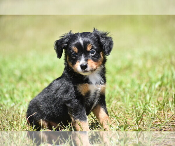 Medium Photo #3 Miniature American Shepherd Puppy For Sale in PALM COAST, FL, USA