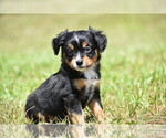 Small #2 Miniature American Shepherd