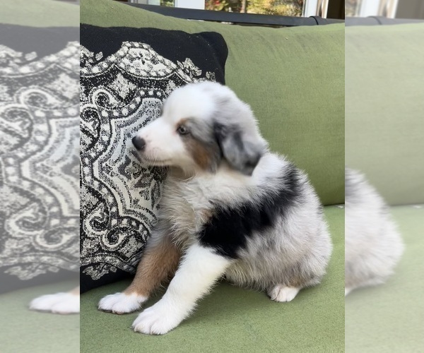 Medium Photo #3 Miniature Australian Shepherd Puppy For Sale in LA CANADA FLINTRIDGE, CA, USA