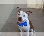Small #1 American Pit Bull Terrier Mix