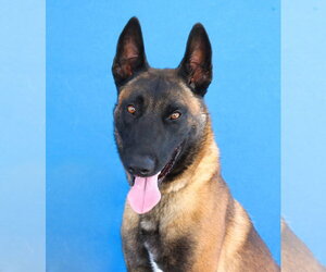 Mutt Dogs for adoption in Pasadena, CA, USA