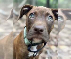 Mutt Dogs for adoption in Greenville, SC, USA