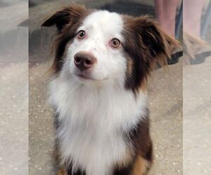 Australian Shepherd Dogs for adoption in Carrollton, TX, USA