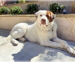 Small #2 Great Pyrenees Mix