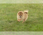 Small #4 Pomeranian