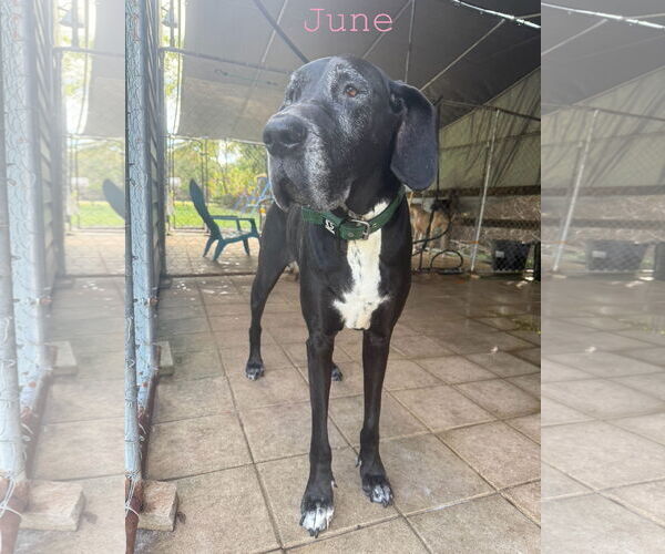 Medium Photo #1 Great Dane Puppy For Sale in Palm Beach, FL, USA