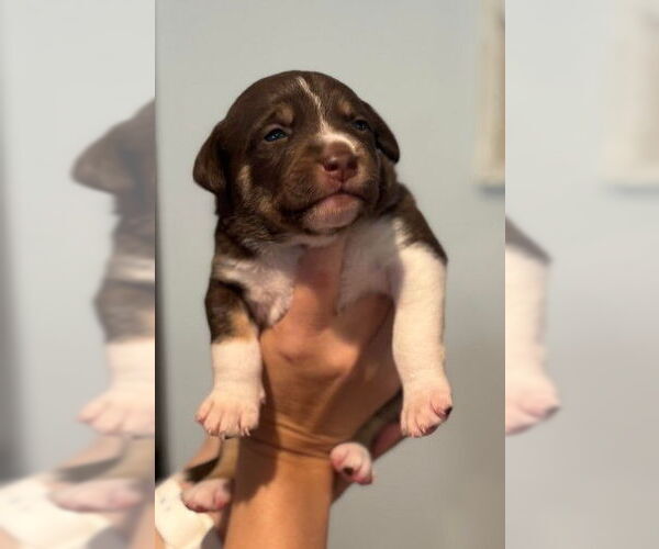 Medium Photo #6 Mutt Puppy For Sale in San Diego, CA, USA