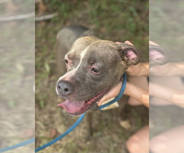 Medium Photo #2 American Staffordshire Terrier-Unknown Mix Puppy For Sale in Jackson, MS, USA