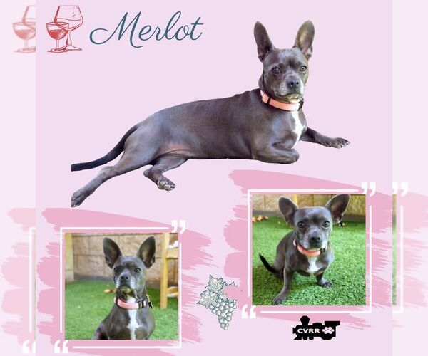 Medium Photo #3 French Bulldog-Unknown Mix Puppy For Sale in Lindsay, CA, USA